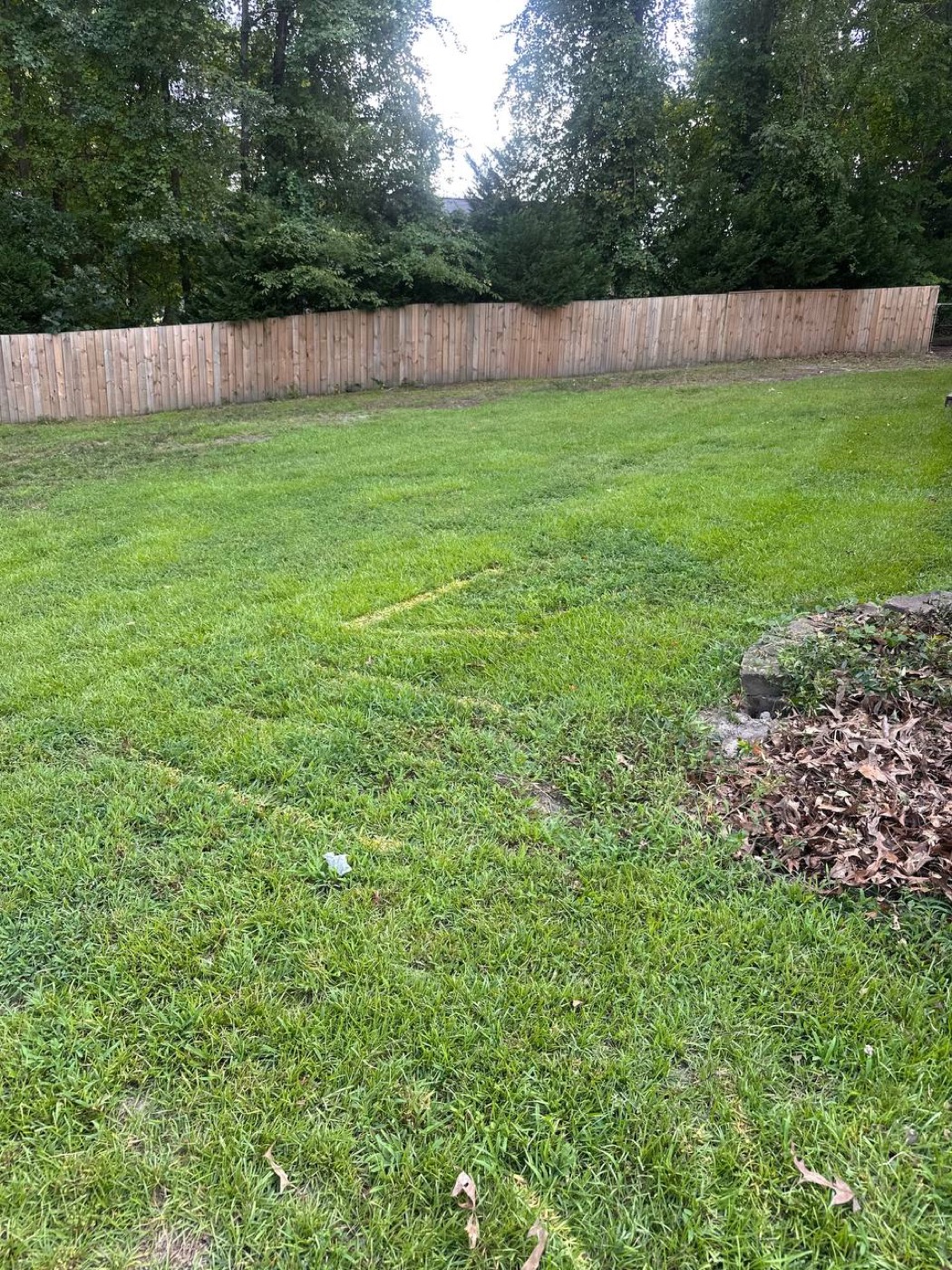 Same backyard cleared and clean after removal